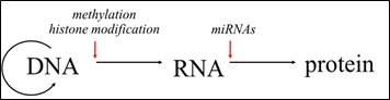 epigenetics2