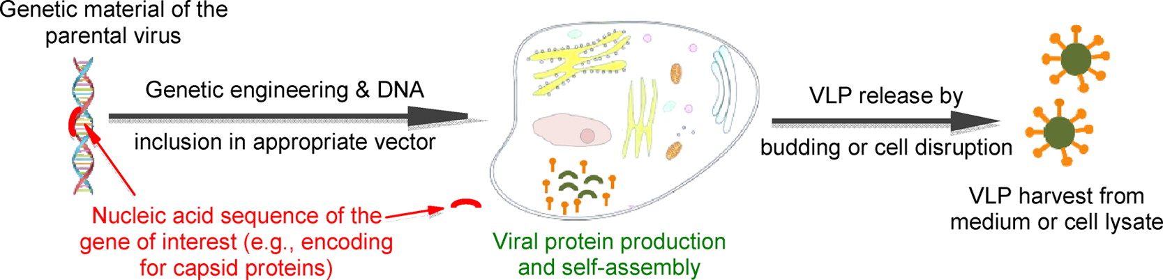 Figure 1: Production of Virus Like Particles in yeast cells. From Vacher, Kaeser, Moser, Gurny, & Borchard, 2013.