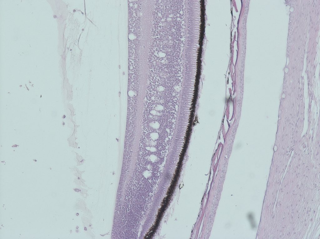 Figure 2. Sea bass retina with VNN